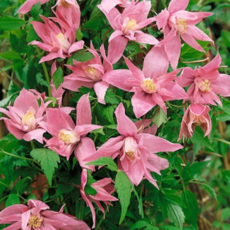 Clematis macropetala 'Markham's Pink' 3 Litres