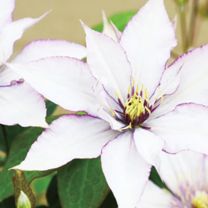 Clematis 'Samaritan Jo' 3 Litres