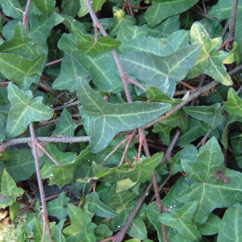 Hedera helix 'Atropurpurea' 3 Litres