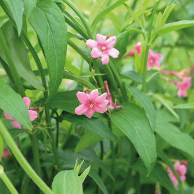 Jasminum beesianum 3 Litres