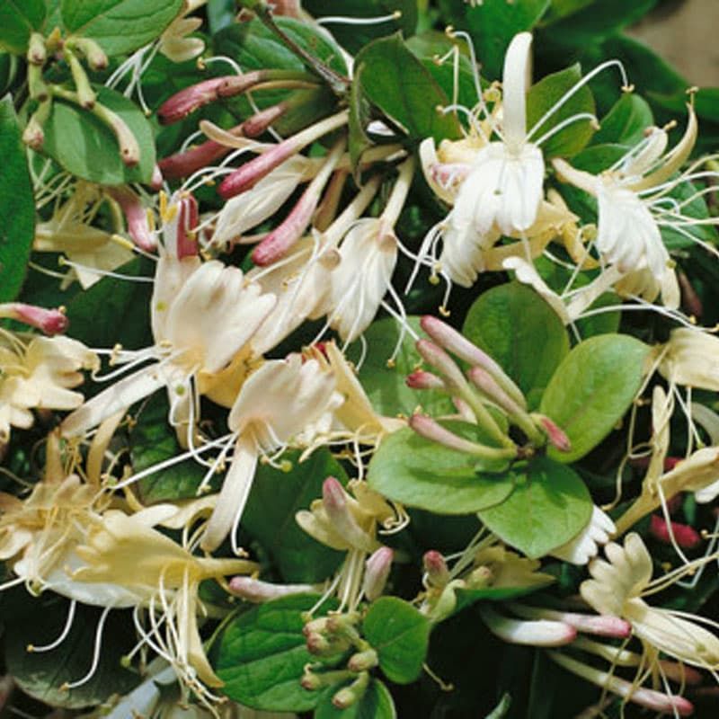 Lonicera japonica var. repens 3 Litres