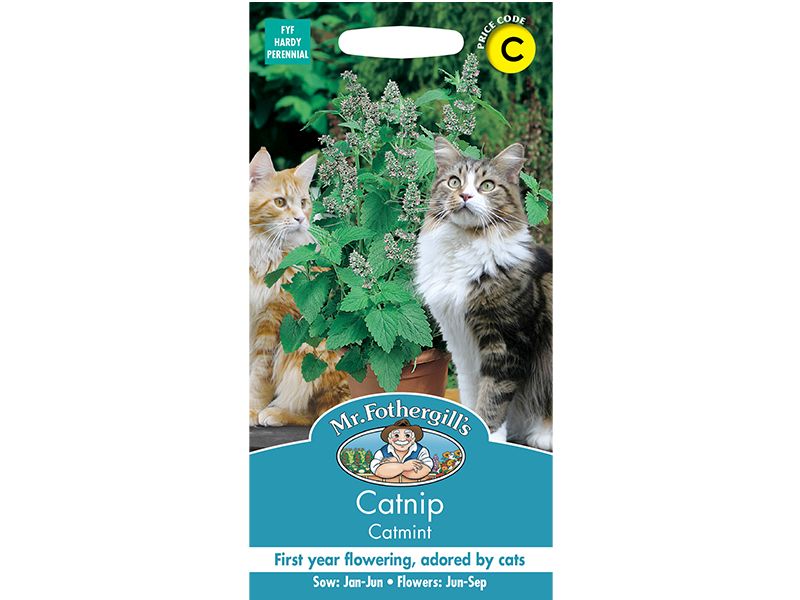 Catnip-Catmint (Nepeta caparia) Seeds