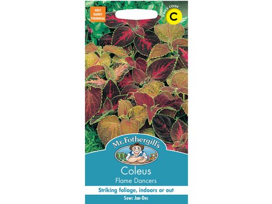 Coleus 'Flame Dancers' Seeds