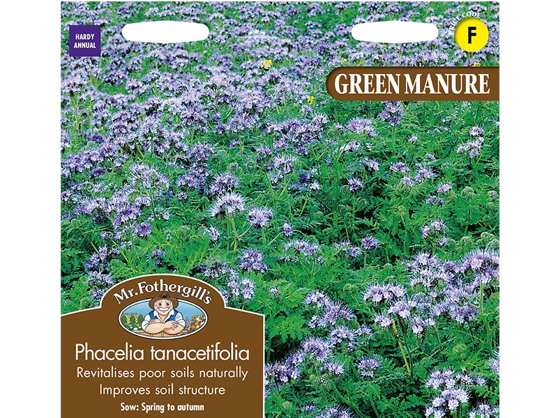 Green Manure Phacelia tanacetifolia Seeds