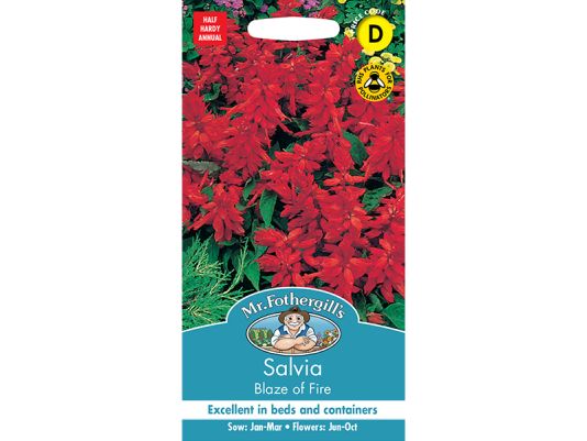 Salvia 'Blaze of Fire' Seeds