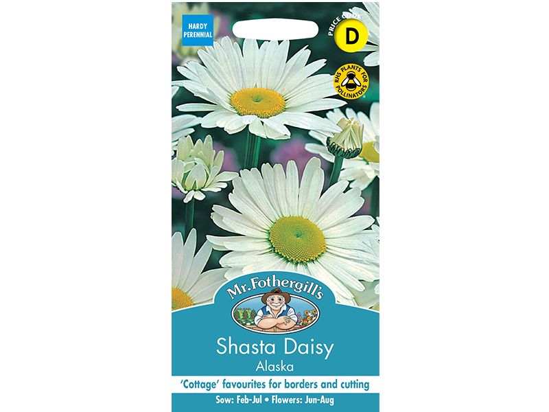 Leucanthemum × superbum (Shasta Daisy) 'Alaska' Seeds