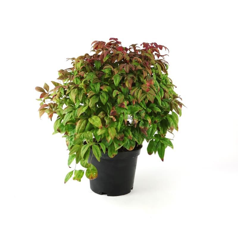 Nandina domestica 'Firepower' 5 Litre