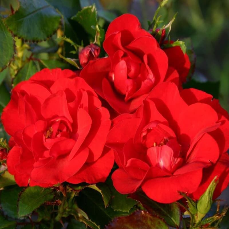 Bush Rose 'Moment in Time' 3 Litres Roses Tates