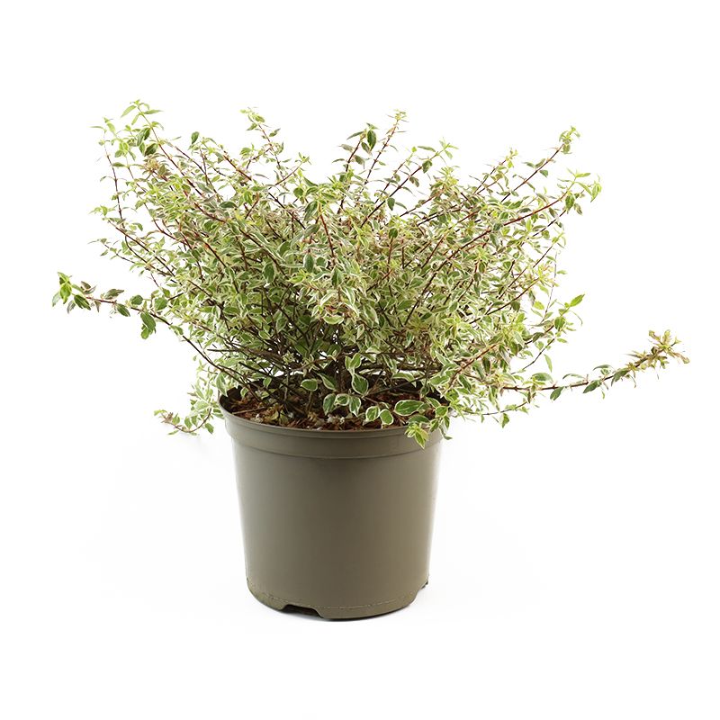 Abelia 'Sparkling Silver' 7.5 Litres