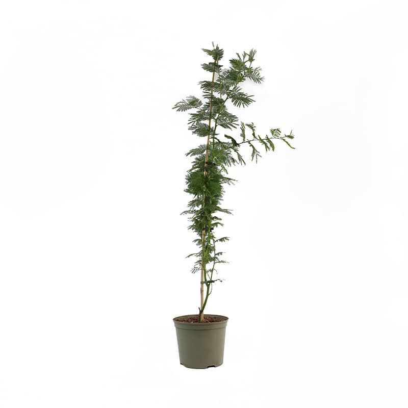 Acacia dealbata 'Gaulois Astier' 7.5 Litres