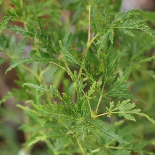 Acer palmatum 'Emerald Lace' 3 Litres