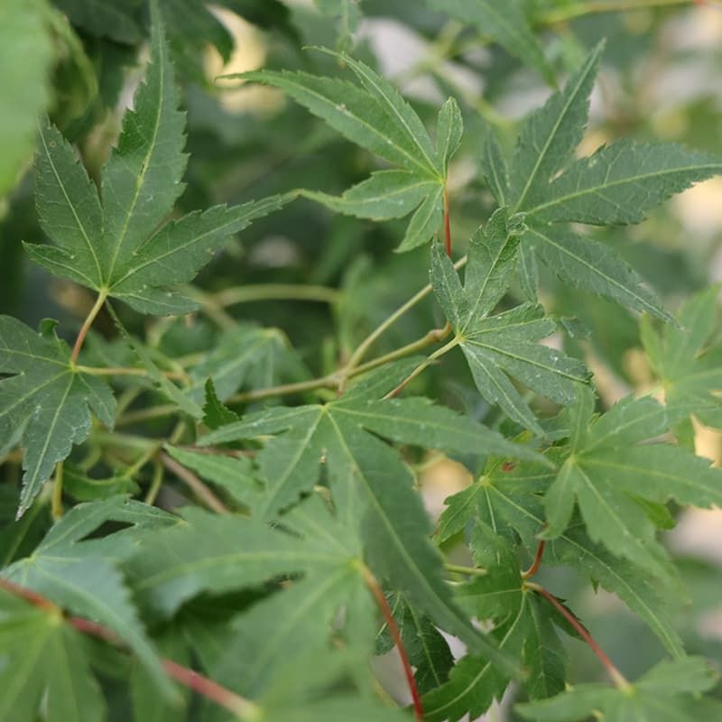 Acer palmatum 'Katsura' 3 Litres