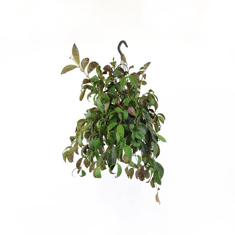 Aeschynanthus marmoratus 15cm