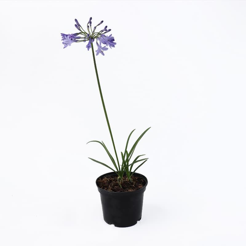 Agapanthus africanus 2 Litre