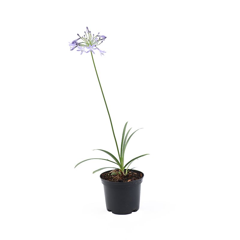 Agapanthus 'Blue Giant' 3 Litres