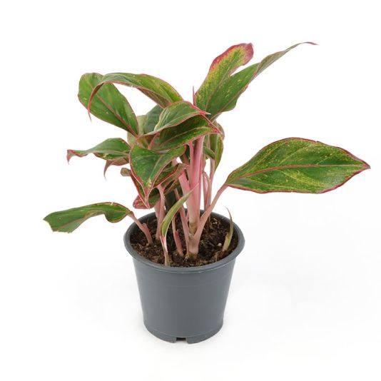 Aglaonema 'Crete'