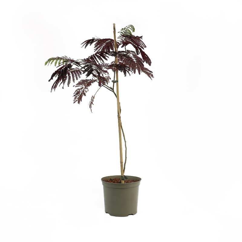 Albizia 'Summer Chocolate' 7.5 Litres