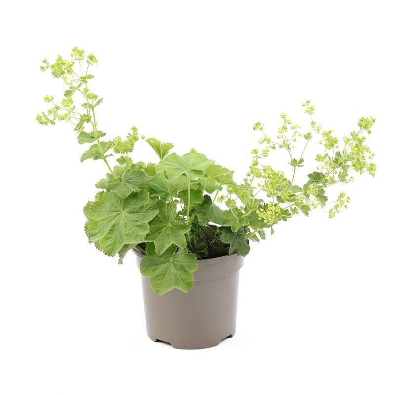 Alchemilla mollis 2 Litres