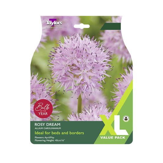 Allium carolinianum 'Rosy Dream'