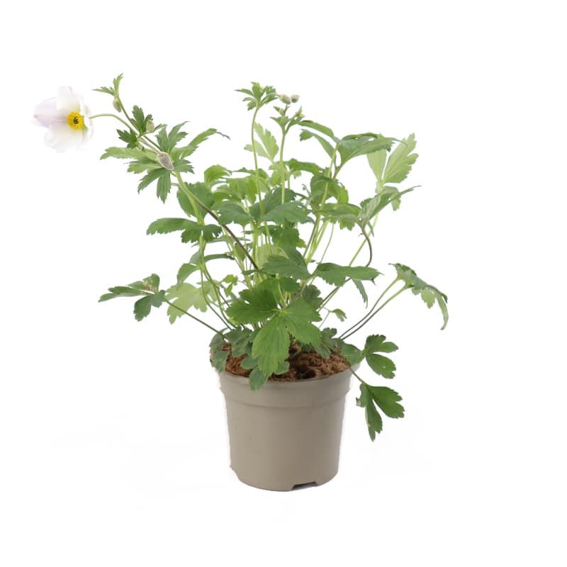 Anemone Wild Swan 2 Litre