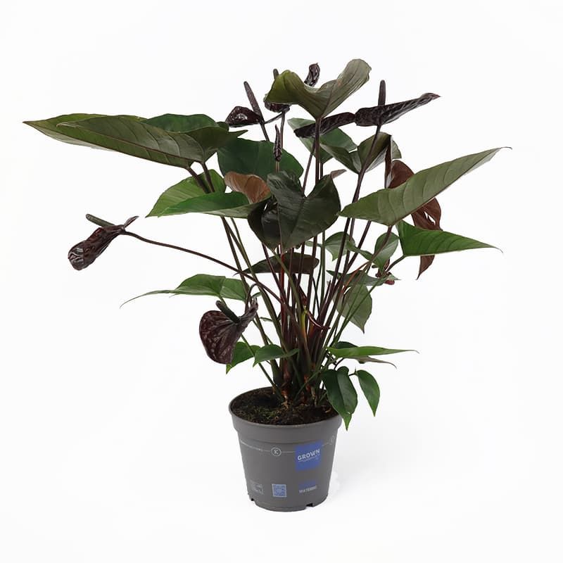 Anthurium 'Black Love'