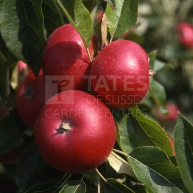 Apple (Malus) 'Discovery' Patio 11.5 Litres M27