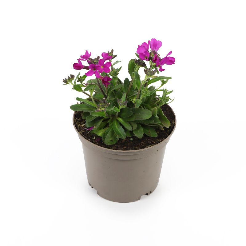 Arabis 'Rose Delight' 1 Litre