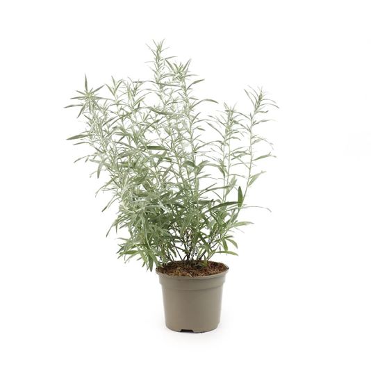 Artemesia ludoviciana 'Silver Queen' 2 Litre