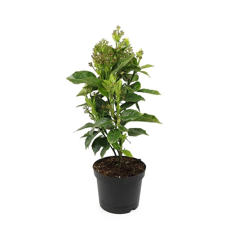 Aucuba japonica 'Rozannie' 3 Litres