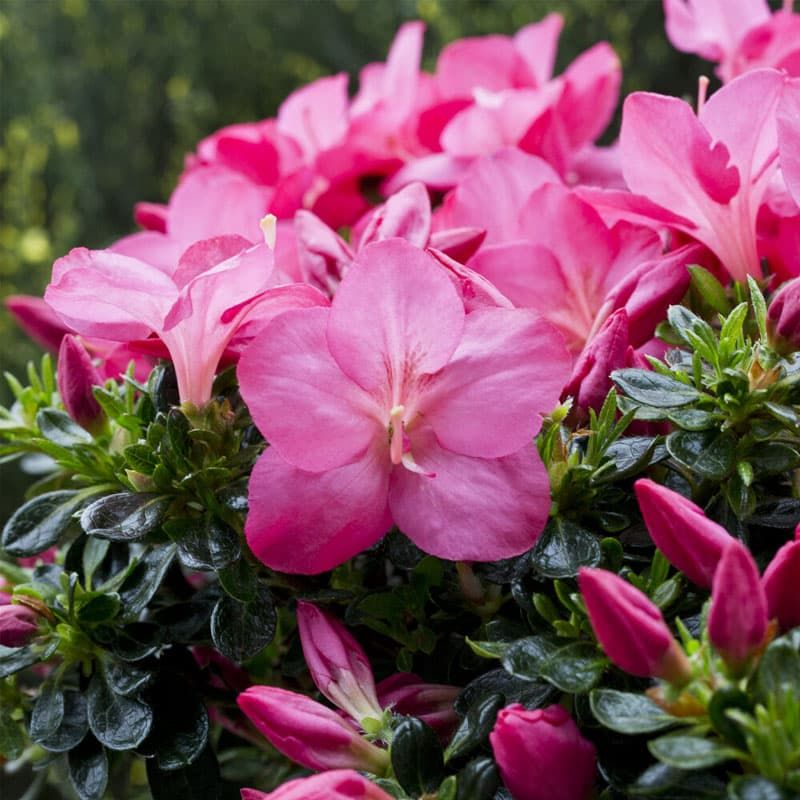 Azalea (evergreen) 'Anouk' 3 Litres