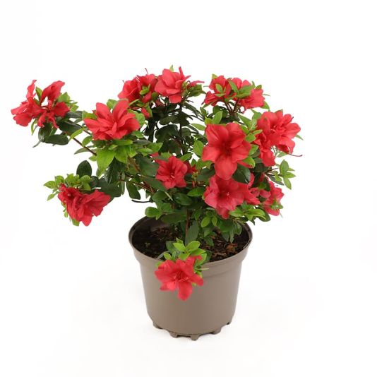 Azalea (evergreen) 'Florida' 3 Litres