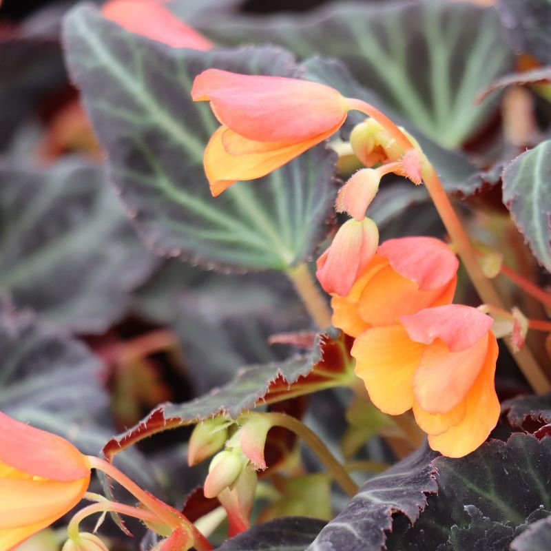 Begonia 'Glowing Embers' 2 Litres