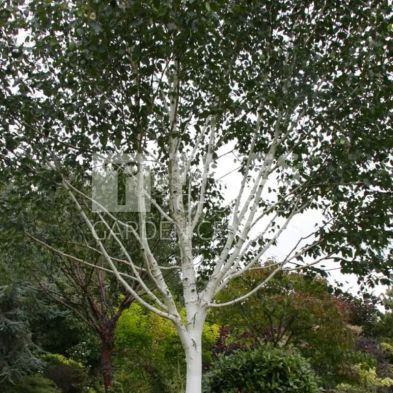 Betula utilis var. jacquemontii 12 Litres