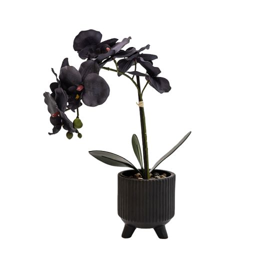Black Orchid in Ceramic Footed Pot