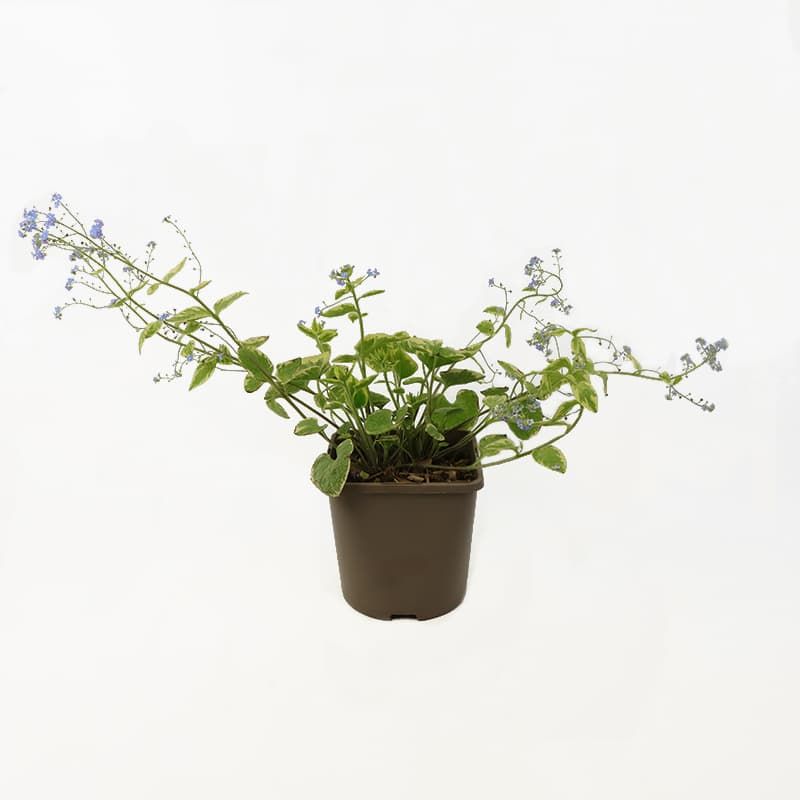 Brunnera macrocephala 'Hadspen Cream' 3 Litres