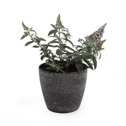 Buddleja 'Butterfly Candy Lila Sweetheart' 6 Litres