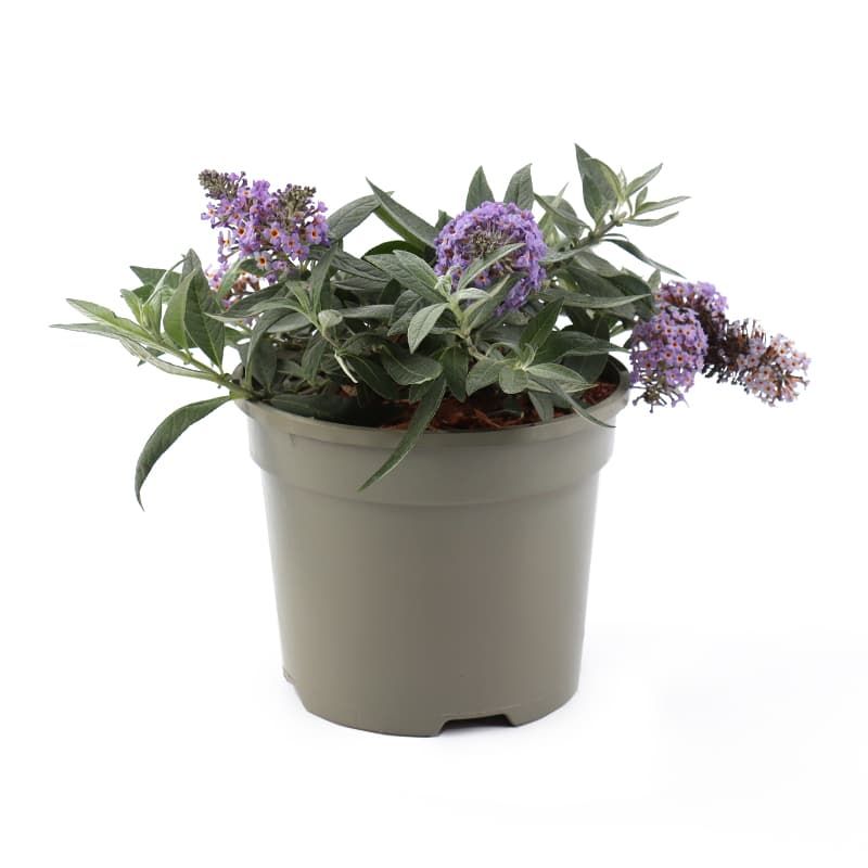 Buddleja 'Butterfly Candy Little Sweetheart' 3 Litre