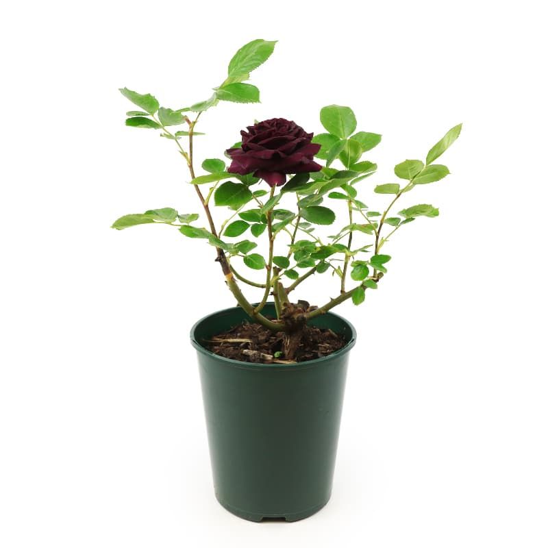 Bush Rose 'Ebb Tide' 3 Litres