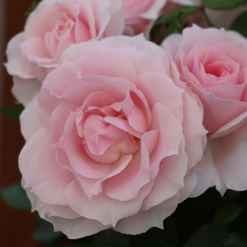 Bush Rose 'Happy Silver Wedding' 3 Litres