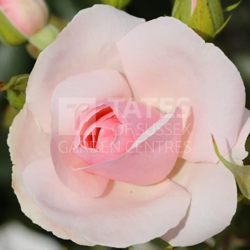https://www.tatesofsussex.co.uk/shop/gallery/bush-rose-roses-plant-pink-many-happy-returns.jpg