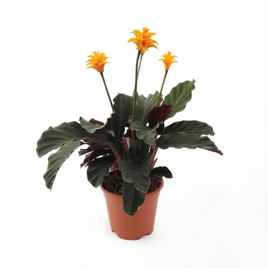 Calathea crocata 'Tassmania '