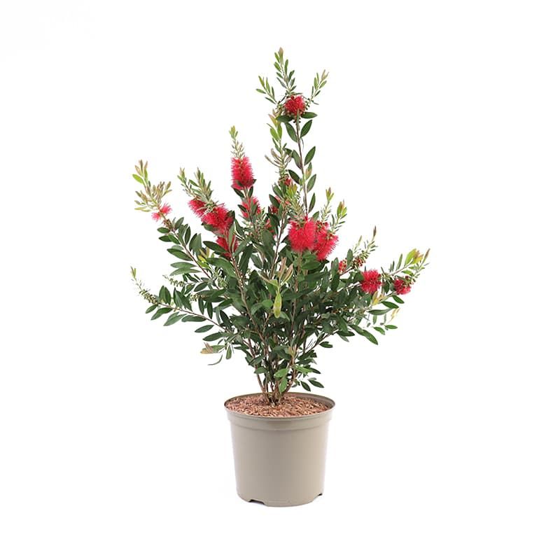 Callistemon laevis 7.5 Litres