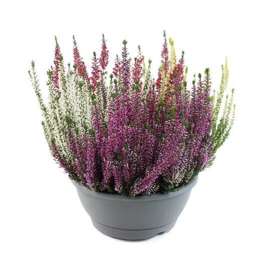 Calluna Bowl 5 Litres