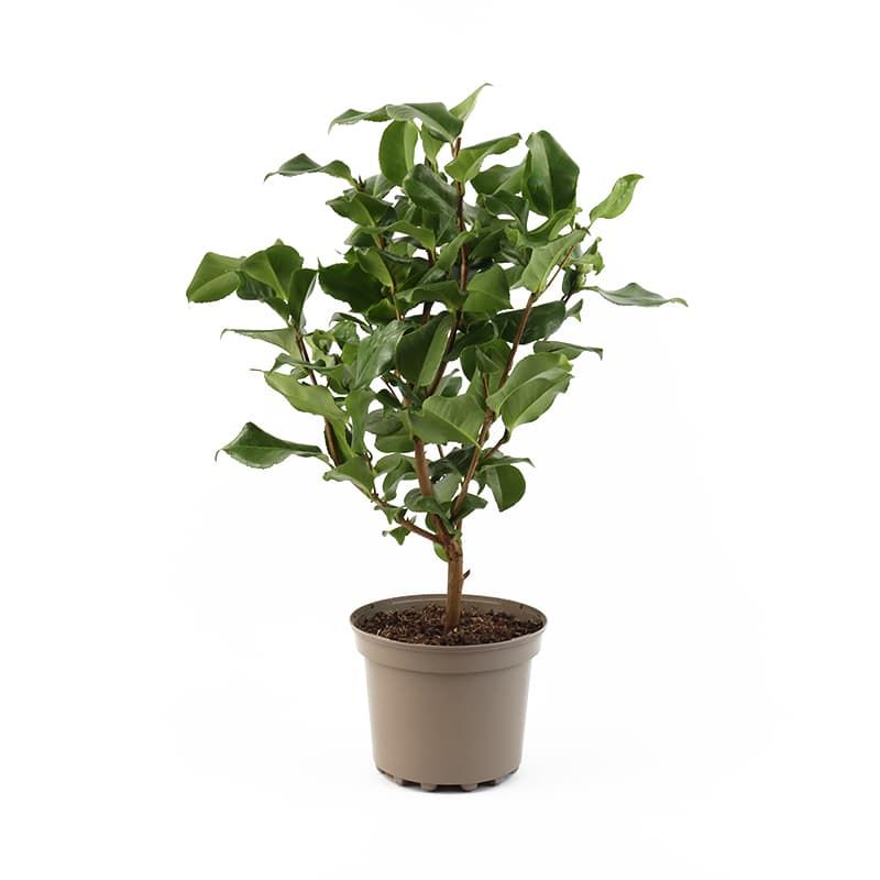 Camellia japonica 'Doctor King' 4 Litres