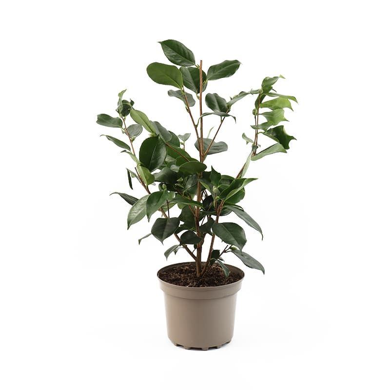 Camellia japonica 'R.L. Wheeler' 4 Litres