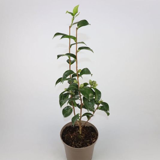 Camellia japonica 'Roger Hall' 3 Litres