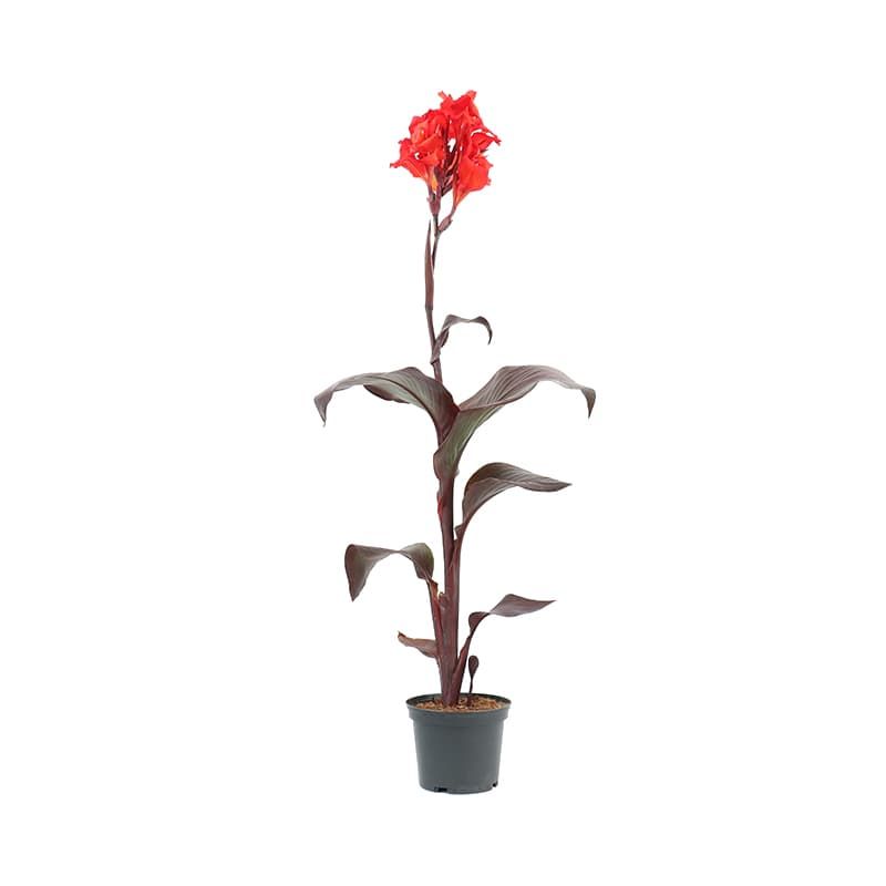 Canna 'Tropicanna Black' 3 Litres