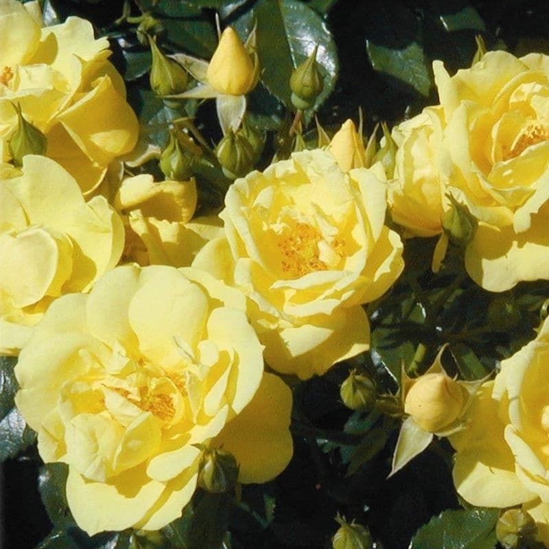 Standard Rose 'Flower Carpet Gold' 80 Cm 7.5 Litres Roses Tates