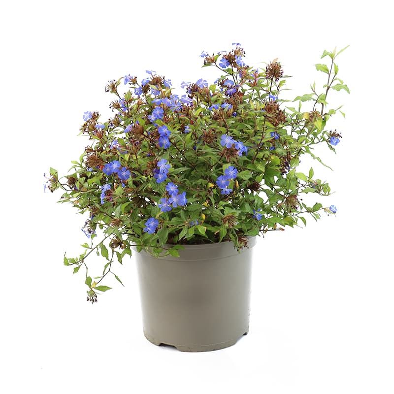 Ceratostigma willmottianum 'Forest Blue' 7.5 Litres