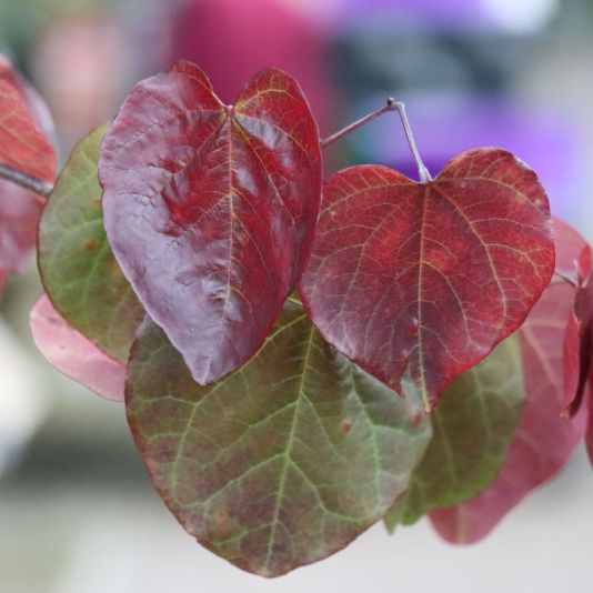 Cercis canadensis 'Forest Pansy' 7.5 Litres